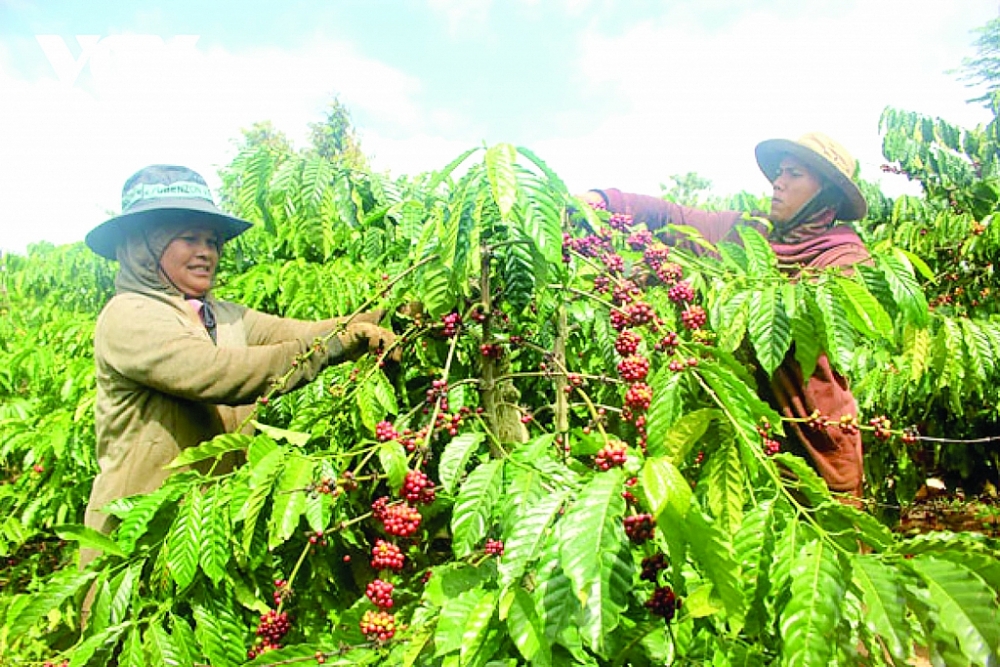 Thị trường xuất khẩu cà phê sẽ cải thiện trong năm 2021