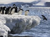 Chim cánh cụt chịu ảnh hưởng của băng tan