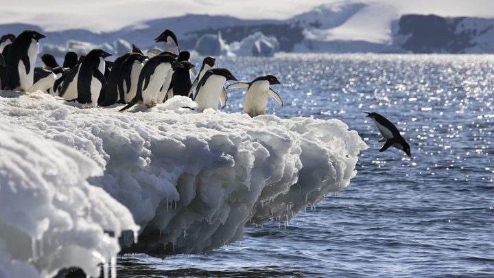 Những giải pháp làm nhà cho chim cánh cụt ở hai đầu cực