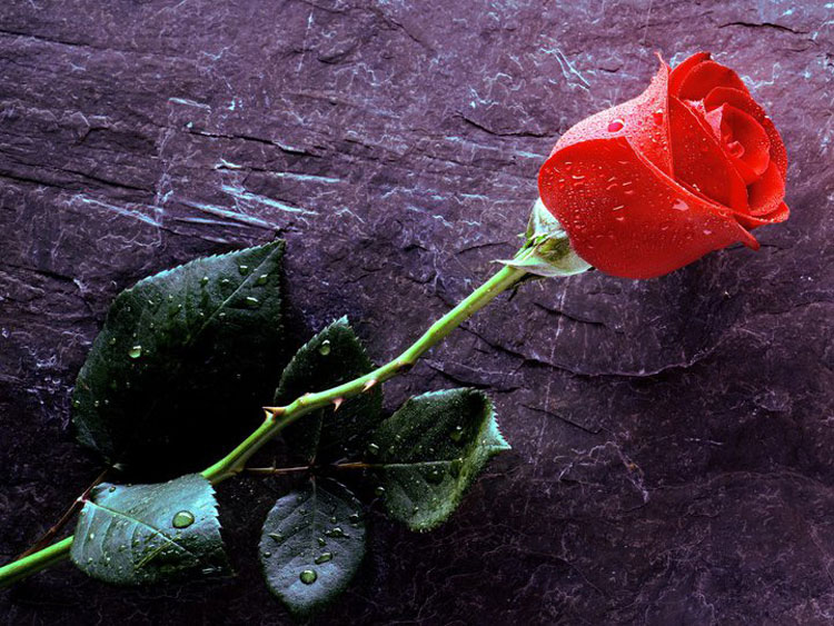 Hoa hồng đỏ nên để trên bàn thờ