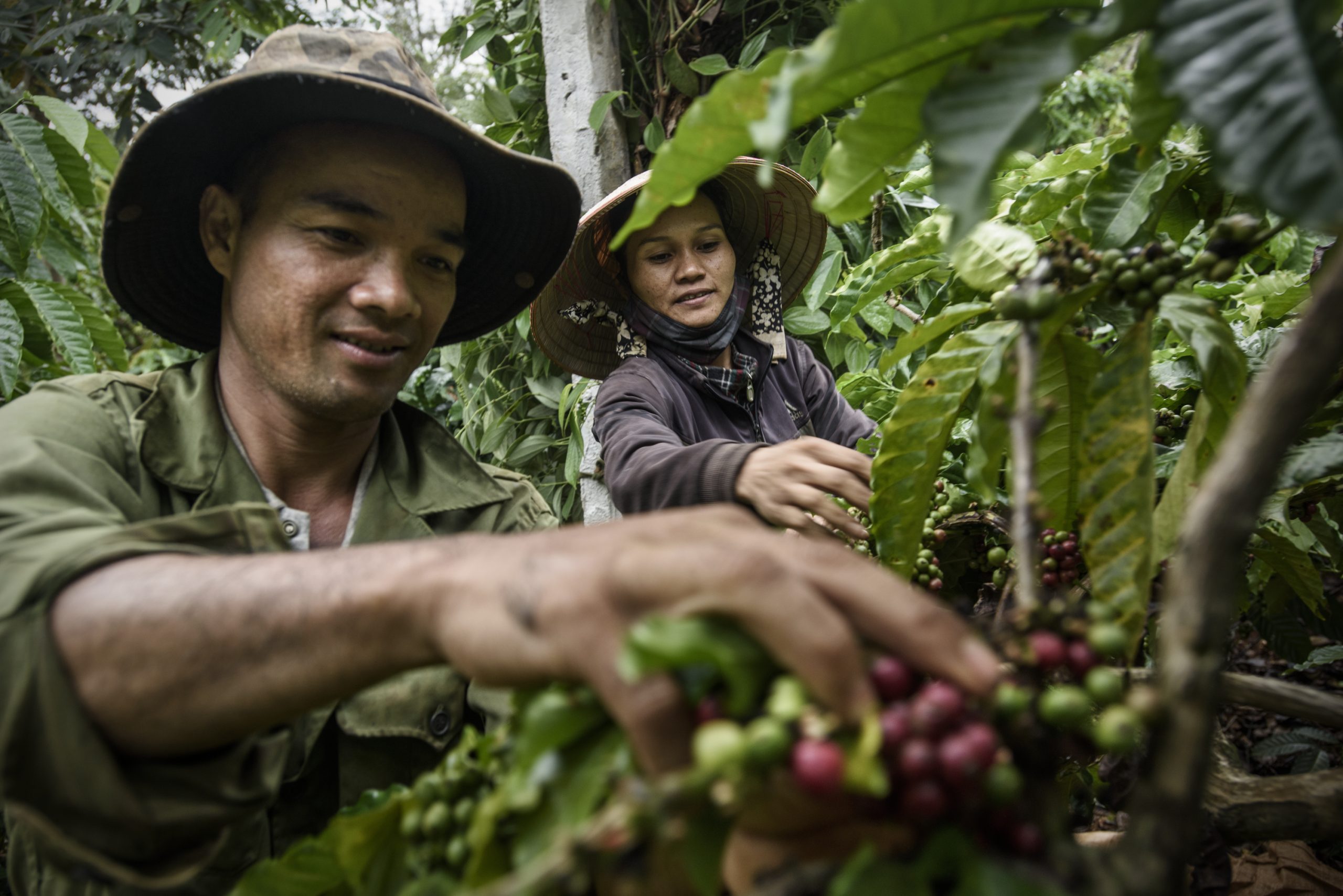 Cà phê là một trong những đóng góp quan trọng nhất cho doanh thu của ngành nông nghiệp Việt Nam